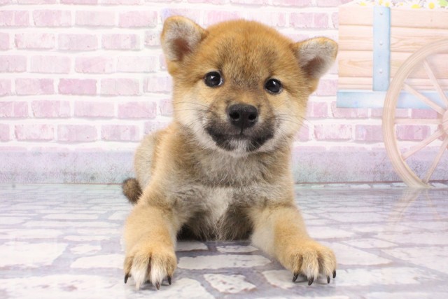 大阪府の柴犬(標準サイズ) (Coo&RIKU東大阪店/2025年6月8日生まれ/男の子/赤)の子犬の1枚目の画像