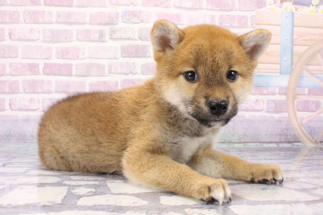 大阪府の柴犬(標準サイズ) (Coo&RIKU東大阪店/2025年6月8日生まれ/男の子/赤)の子犬の2枚目の画像