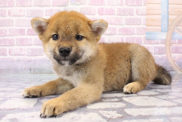 大阪府の柴犬(標準サイズ) (Coo&RIKU東大阪店/2025年6月8日生まれ/男の子/赤)の子犬の3枚目の画像