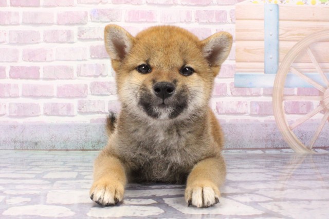 大阪府の柴犬(標準サイズ) (Coo&RIKU阿倍野店/2025年6月8日生まれ/男の子/赤)の子犬の1枚目の画像