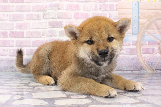 大阪府の柴犬(標準サイズ) (Coo&RIKU阿倍野店/2025年6月8日生まれ/男の子/赤)の子犬の2枚目の画像