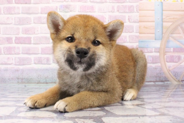 大阪府の柴犬(標準サイズ) (Coo&RIKU阿倍野店/2025年6月8日生まれ/男の子/赤)の子犬の3枚目の画像