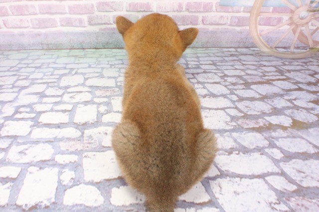 大阪府の柴犬(標準サイズ) (Coo&RIKU阿倍野店/2025年6月8日生まれ/男の子/赤)の子犬の4枚目の画像
