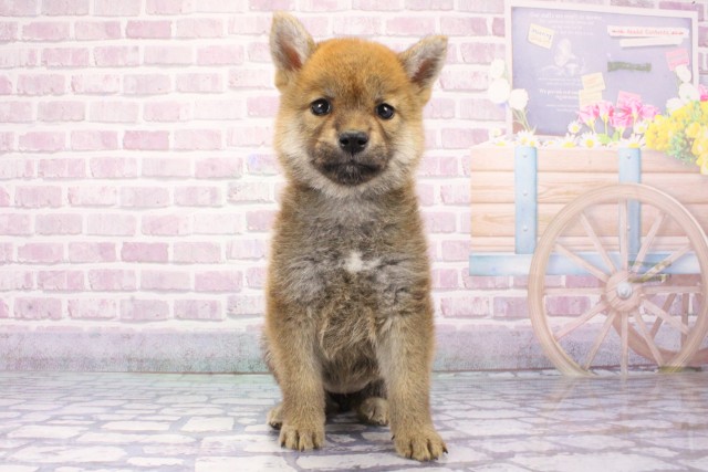 大阪府の柴犬(標準サイズ) (Coo&RIKU寝屋川店/2025年6月7日生まれ/女の子/赤)の子犬の1枚目の画像