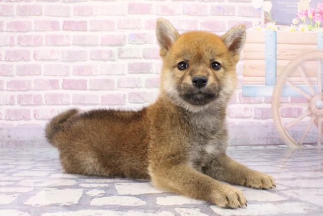 大阪府の柴犬(標準サイズ) (Coo&RIKU寝屋川店/2025年6月7日生まれ/女の子/赤)の子犬の2枚目の画像