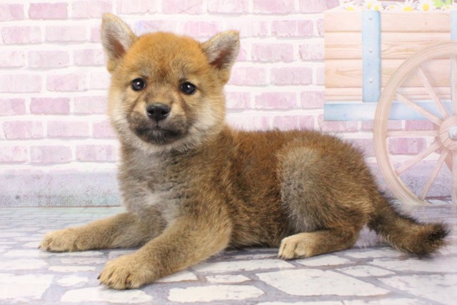 大阪府の柴犬(標準サイズ) (Coo&RIKU寝屋川店/2025年6月7日生まれ/女の子/赤)の子犬の3枚目の画像