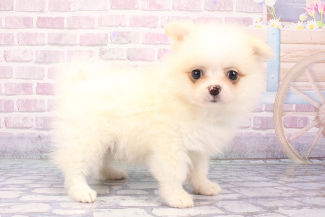 大阪府のハーフ犬・ミックス犬 (Coo&RIKU寝屋川店/2025年6月6日生まれ/男の子/ホワイト)の子犬の2枚目の画像