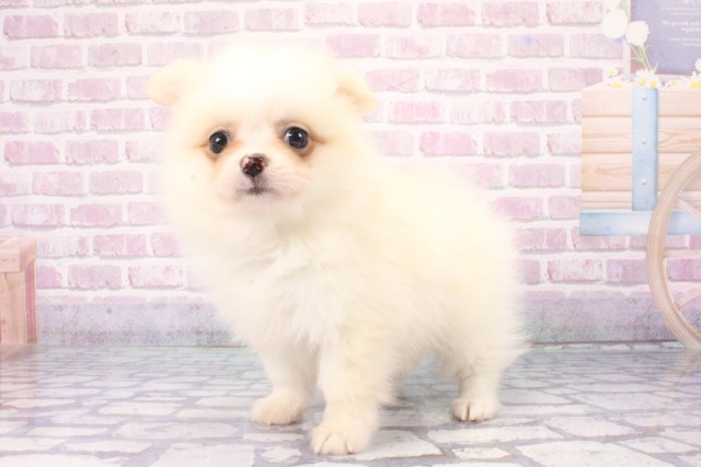 大阪府のハーフ犬・ミックス犬 (Coo&RIKU寝屋川店/2025年6月6日生まれ/男の子/ホワイト)の子犬の3枚目の画像