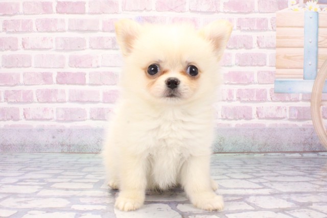 大阪府のハーフ犬・ミックス犬 (Coo&RIKU城東古市店/2025年6月6日生まれ/男の子/ホワイト)の子犬の1枚目の画像