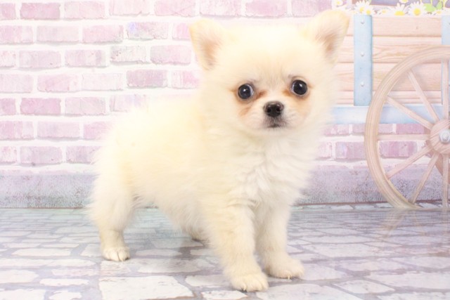 大阪府のハーフ犬・ミックス犬 (Coo&RIKU城東古市店/2025年6月6日生まれ/男の子/ホワイト)の子犬の2枚目の画像