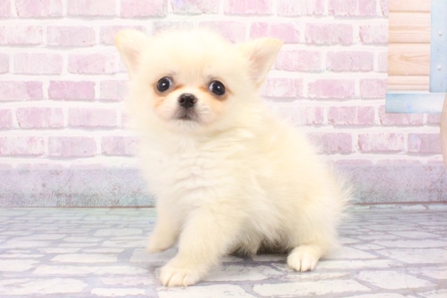 大阪府のハーフ犬・ミックス犬 (Coo&RIKU城東古市店/2025年6月6日生まれ/男の子/ホワイト)の子犬の3枚目の画像