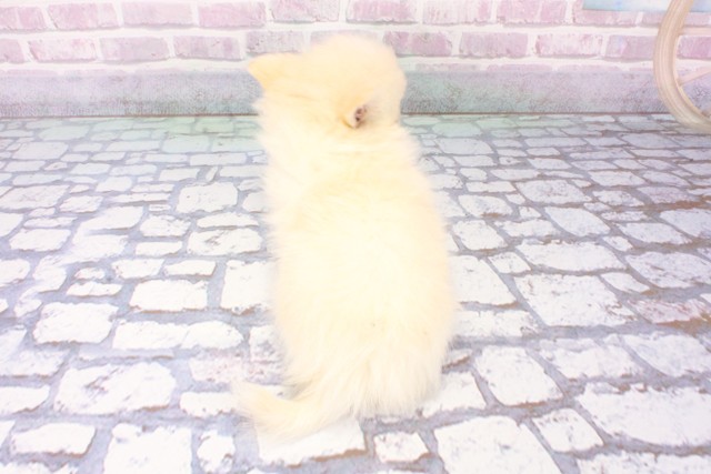 大阪府のハーフ犬・ミックス犬 (Coo&RIKU城東古市店/2025年6月6日生まれ/男の子/ホワイト)の子犬の4枚目の画像