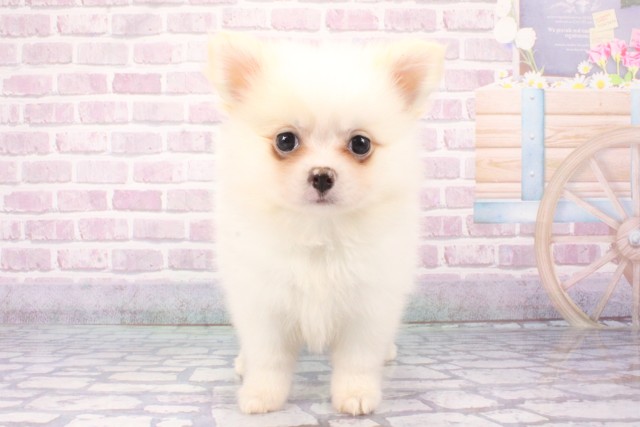 和歌山県のハーフ犬・ミックス犬 (Coo&RIKU和歌山店/2025年6月6日生まれ/女の子/ホワイト)の子犬の1枚目の画像