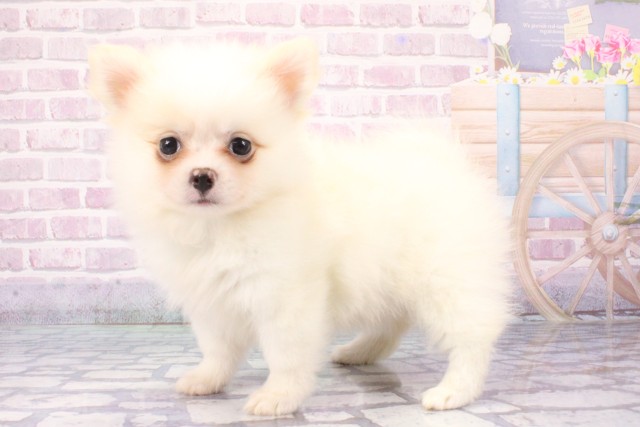 和歌山県のハーフ犬・ミックス犬 (Coo&RIKU和歌山店/2025年6月6日生まれ/女の子/ホワイト)の子犬の3枚目の画像