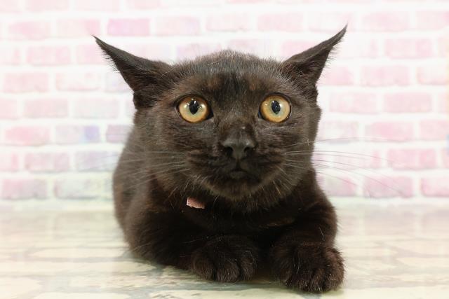長野県のマンチカン (Coo&RIKU綿半上田店/2025年5月1日生まれ/女の子/ブラック)の子猫