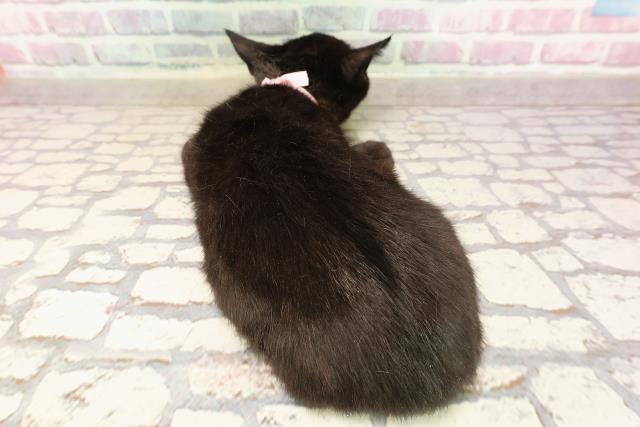 長野県のマンチカン (Coo&RIKU綿半上田店/2025年5月1日生まれ/女の子/ブラック)の子猫の4枚目の画像