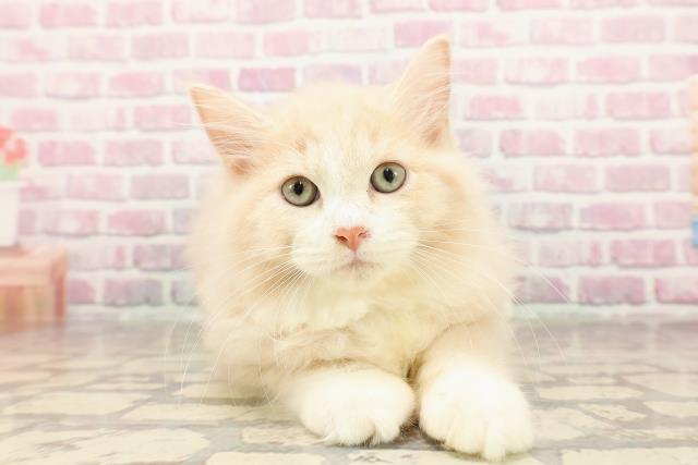 神奈川県のラガマフィン (Coo&RIKU秦野店/2025年5月5日生まれ/男の子/クリームタビーホワイト)の子猫の1枚目の画像