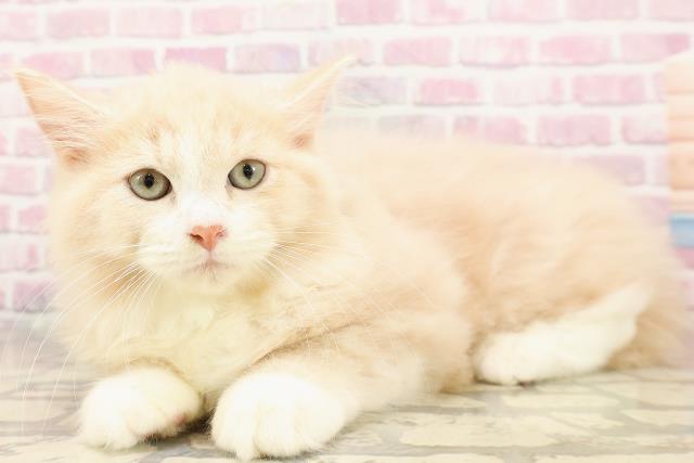 神奈川県のラガマフィン (Coo&RIKU秦野店/2025年5月5日生まれ/男の子/クリームタビーホワイト)の子猫の2枚目の画像