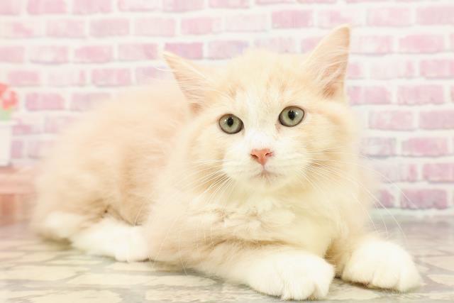 神奈川県のラガマフィン (Coo&RIKU秦野店/2025年5月5日生まれ/男の子/クリームタビーホワイト)の子猫の3枚目の画像
