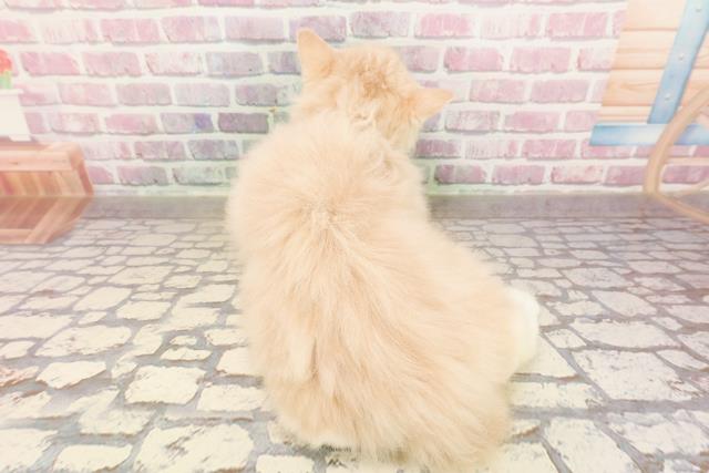 神奈川県のラガマフィン (Coo&RIKU秦野店/2025年5月5日生まれ/男の子/クリームタビーホワイト)の子猫の4枚目の画像