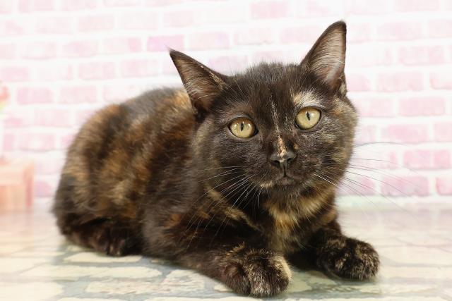 岩手県のマンチカン (Coo&RIKU一関店/2025年5月7日生まれ/女の子/トーティー)の子猫の3枚目の画像