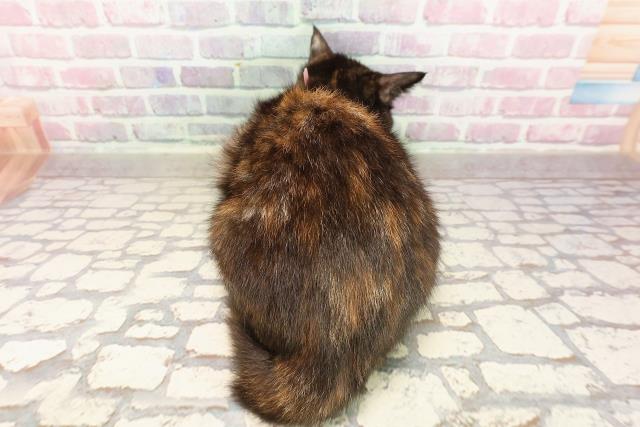 岩手県のマンチカン (Coo&RIKU一関店/2025年5月7日生まれ/女の子/トーティー)の子猫の4枚目の画像