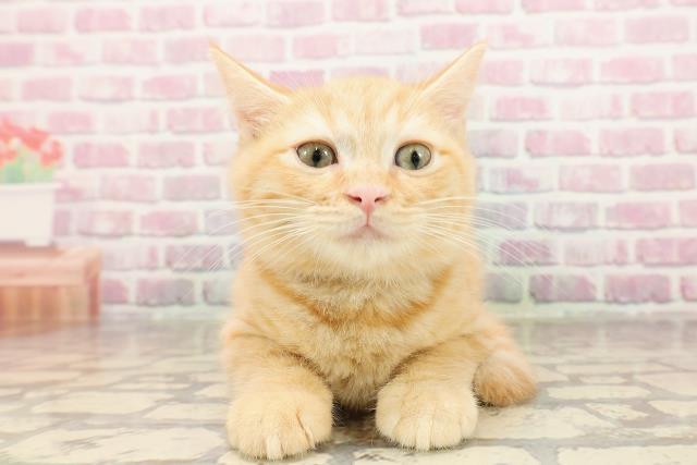 秋田県のマンチカン (Coo&RIKU秋田店/2025年5月7日生まれ/男の子/レッドタビー)の子猫の1枚目の画像