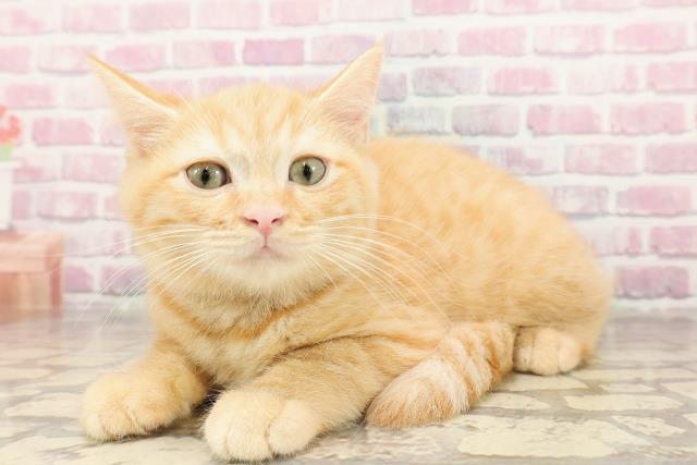 秋田県のマンチカン (Coo&RIKU秋田店/2025年5月7日生まれ/男の子/レッドタビー)の子猫の2枚目の画像