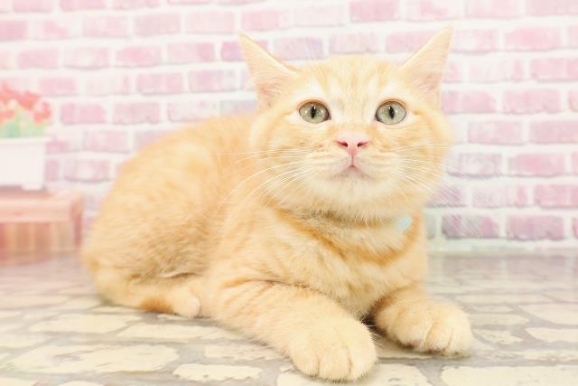 秋田県のマンチカン (Coo&RIKU秋田店/2025年5月7日生まれ/男の子/レッドタビー)の子猫の3枚目の画像