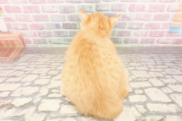 秋田県のマンチカン (Coo&RIKU秋田店/2025年5月7日生まれ/男の子/レッドタビー)の子猫の4枚目の画像