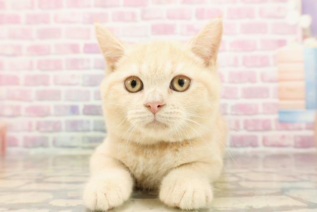 神奈川県のスコティッシュフォールド (Coo&RIKU相模原店/2025年4月11日生まれ/男の子/クリームタビー)の子猫の1枚目の画像
