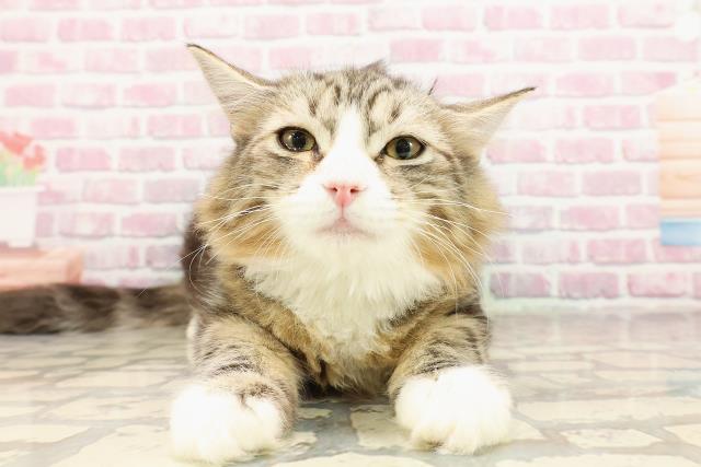 satopi、幅広、ジューンブライドシュシュ、わんちゃん猫ちゃん用 satopi様専用、幅広、ジューンブライドシュシュ、わんちゃん猫