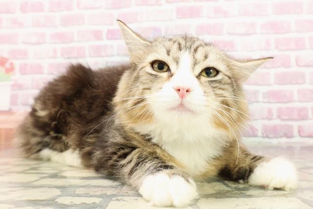 新潟県のサイベリアン (Coo&RIKU新潟東店/2025年3月21日生まれ/男の子/ブラウンタビーホワイト)の子猫の3枚目の画像