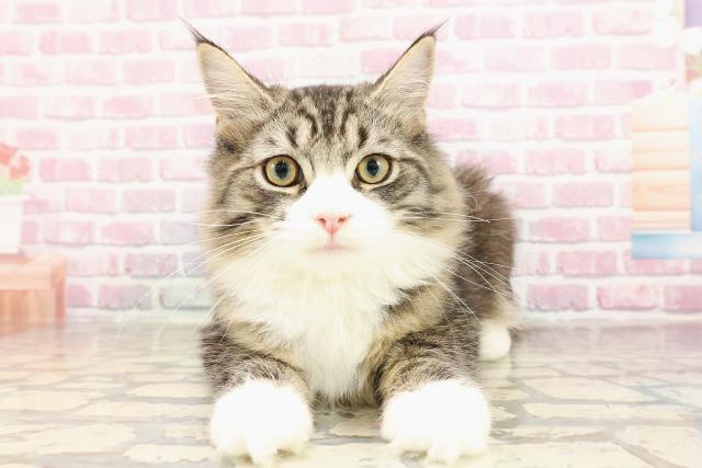 新潟県のサイベリアン (Coo&RIKU上越店/2025年3月21日生まれ/男の子/ブラウンタビーホワイト)の子猫の1枚目の画像