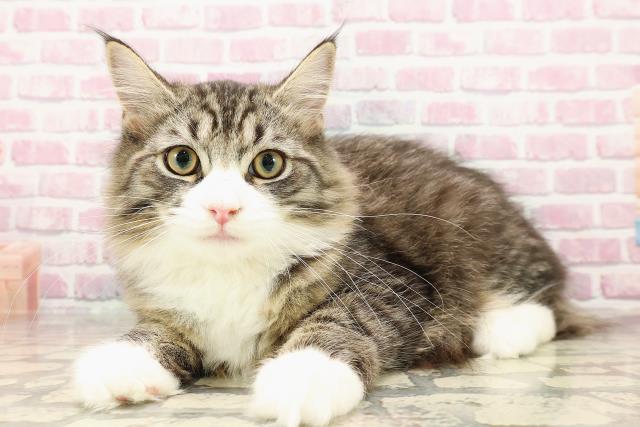 新潟県のサイベリアン (Coo&RIKU上越店/2025年3月21日生まれ/男の子/ブラウンタビーホワイト)の子猫の2枚目の画像