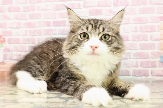 新潟県のサイベリアン (Coo&RIKU上越店/2025年3月21日生まれ/男の子/ブラウンタビーホワイト)の子猫の3枚目の画像