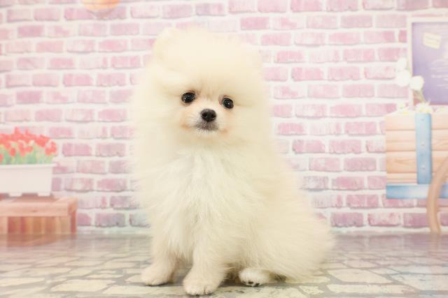 富山県のポメラニアン (Coo&RIKU富山店/2025年6月10日生まれ/男の子/クリーム)の子犬の2枚目の画像