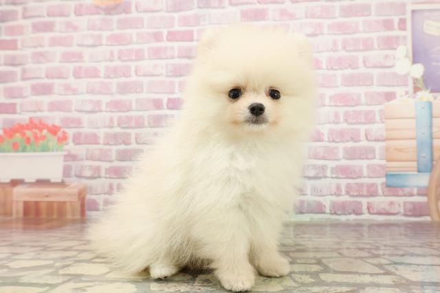 富山県のポメラニアン (Coo&RIKU富山店/2025年6月10日生まれ/男の子/クリーム)の子犬の3枚目の画像