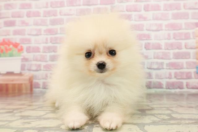 北海道のポメラニアン (Coo&RIKU岩見沢店/2025年6月10日生まれ/男の子/クリーム)の子犬の1枚目の画像