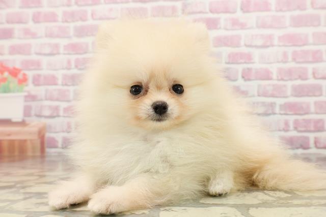 北海道のポメラニアン (Coo&RIKU岩見沢店/2025年6月10日生まれ/男の子/クリーム)の子犬の2枚目の画像