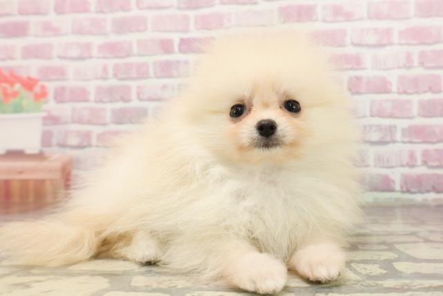 北海道のポメラニアン (Coo&RIKU岩見沢店/2025年6月10日生まれ/男の子/クリーム)の子犬の3枚目の画像