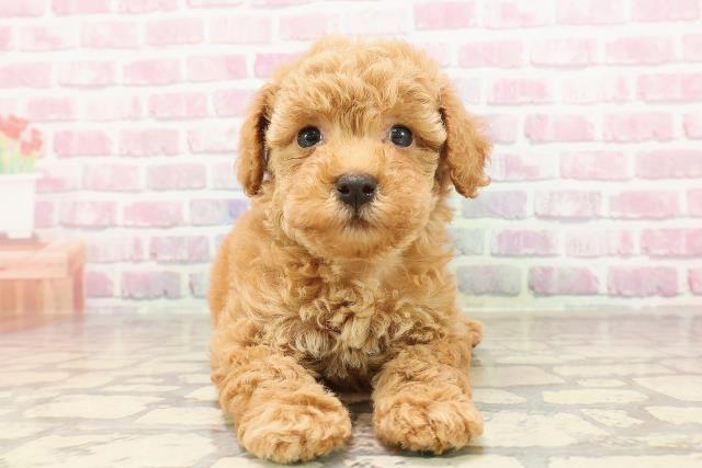 神奈川県のトイプードル(トイ) (Coo&RIKU横浜旭店/2025年6月9日生まれ/女の子/レッド)の子犬