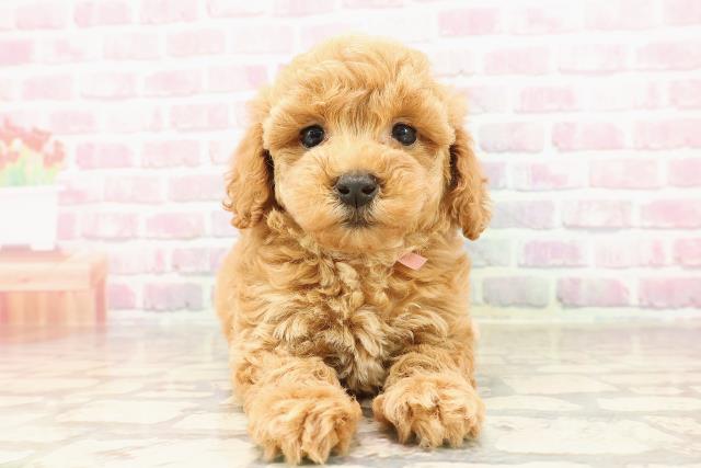 群馬県のトイプードル(トイ) (Coo&RIKU藤岡店/2025年6月9日生まれ/女の子/レッド)の子犬