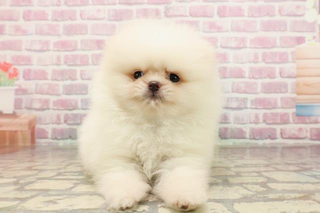 神奈川県のポメラニアン (Coo&RIKU日吉店/2025年6月7日生まれ/男の子/ホワイト)の子犬
