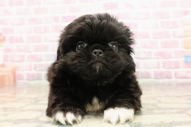 東京都のペキニーズ (Coo&RIKU東久留米店/2025年6月10日生まれ/男の子/ブラックホワイト)の子犬