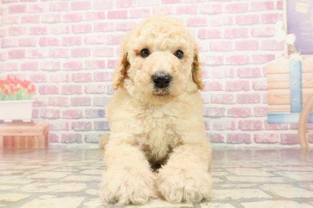 栃木県のスタンダードプードル (Coo&RIKUFKDインターパーク店/2025年6月9日生まれ/男の子/アプリコット)の子犬