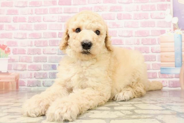 栃木県のスタンダードプードル (Coo&RIKUFKDインターパーク店/2025年6月9日生まれ/男の子/アプリコット)の子犬の2枚目の画像