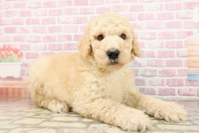 栃木県のスタンダードプードル (Coo&RIKUFKDインターパーク店/2025年6月9日生まれ/男の子/アプリコット)の子犬の3枚目の画像