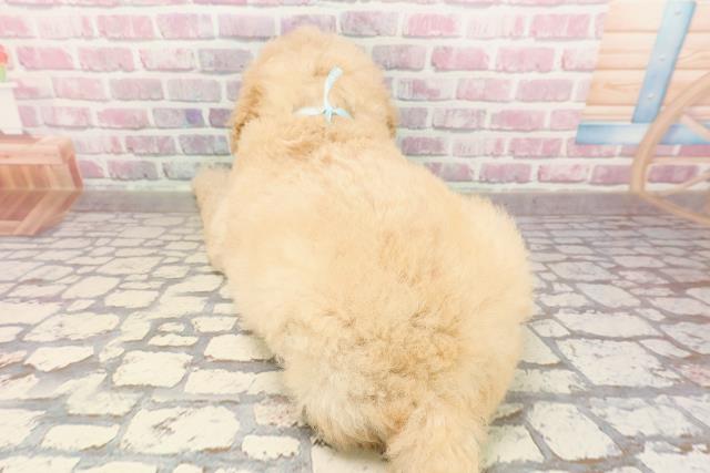 栃木県のスタンダードプードル (Coo&RIKUFKDインターパーク店/2025年6月9日生まれ/男の子/アプリコット)の子犬の4枚目の画像