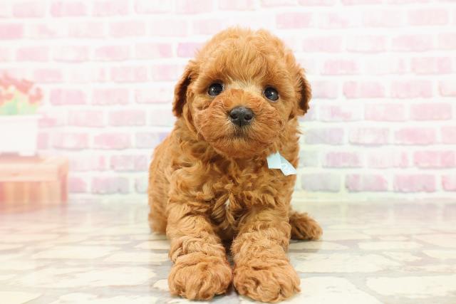 新潟県のトイプードル(トイ) (Coo&RIKU上越店/2025年6月6日生まれ/男の子/レッド)の子犬の1枚目の画像